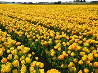 Bungalow Holland Environnement 20