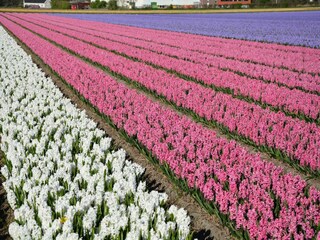 Bungalow Holland Environnement 25