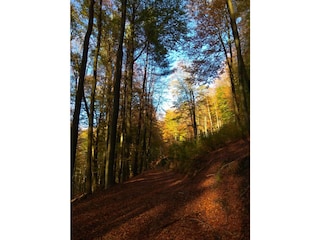 Herbstlicher Farbenrausch/Pfälzerwald