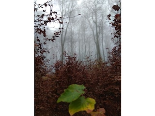 Außergewöhnliche Herbstwanderung im Nebel