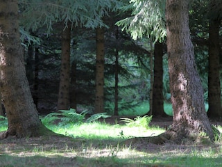 "Waldbaden" am eigenen Bach