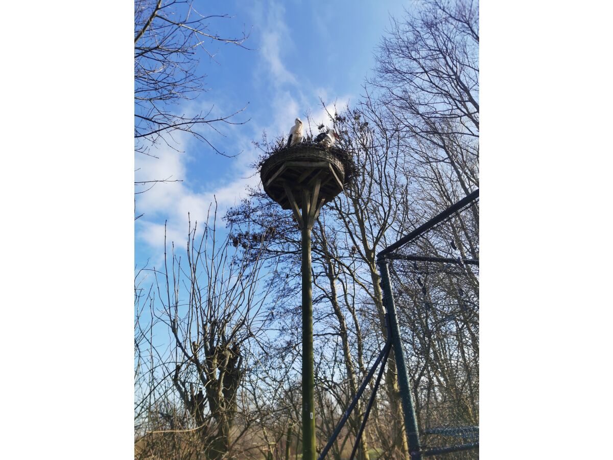 Störche im Westküstenpark