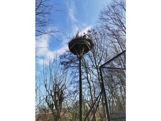 Störche im Westküstenpark