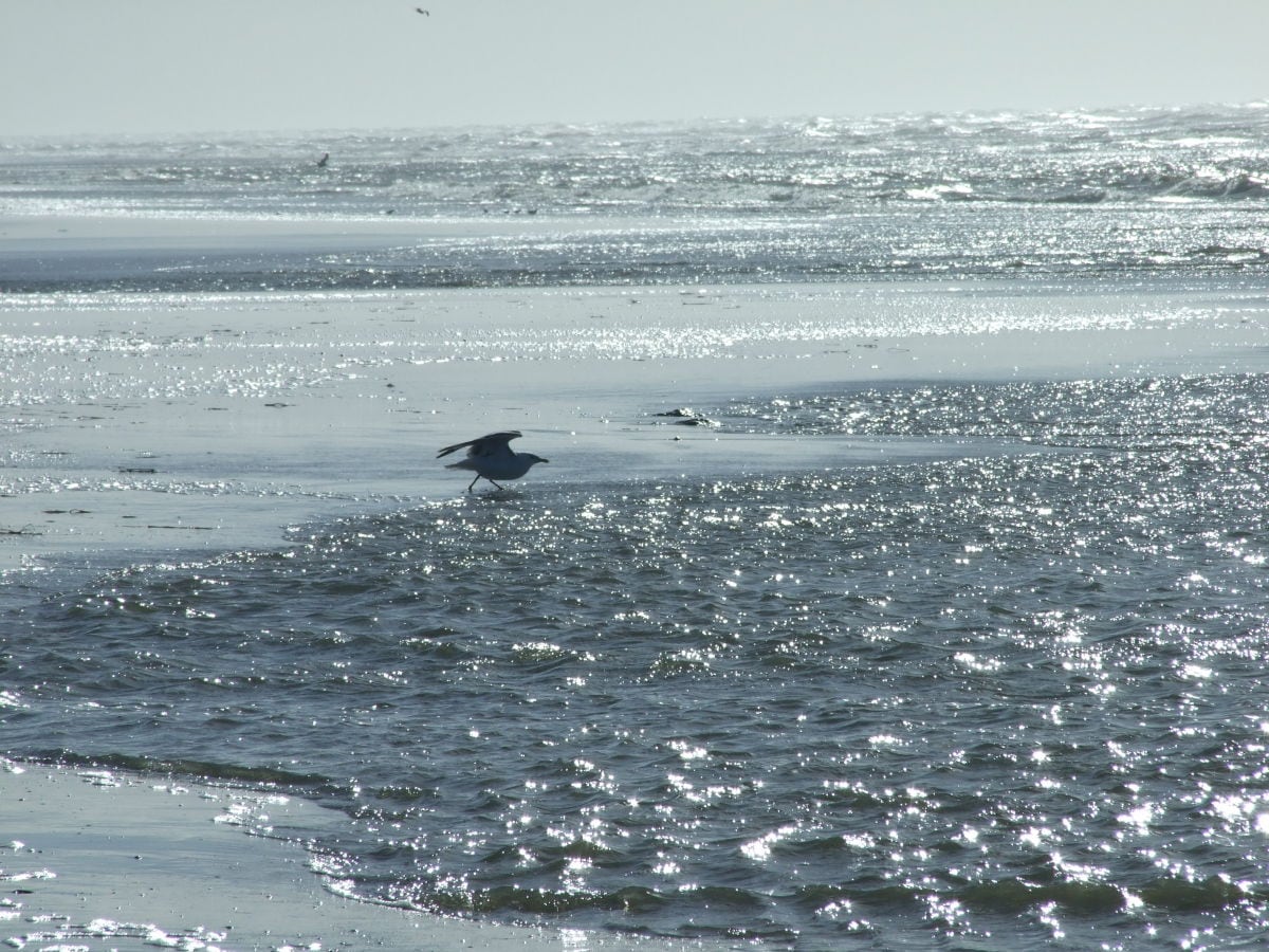 Ferienhaus St. Peter-Ording Umgebung 29