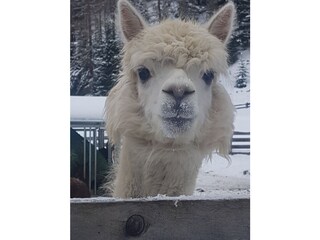 Appartamento Umhausen Ambiente 16