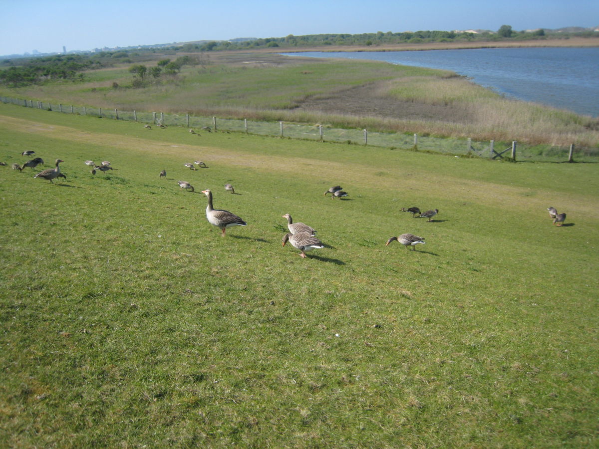 Am Südstrandpolder