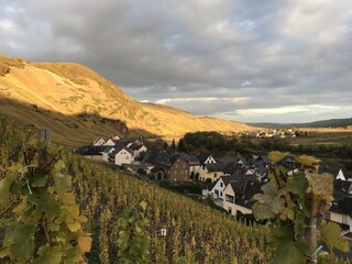 Blick auf den Weinberg