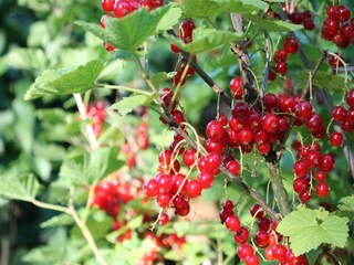 Casa de campo Steffenshagen Grabación al aire libre 2