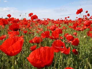 Bauernhof Steffenshagen Umgebung 22