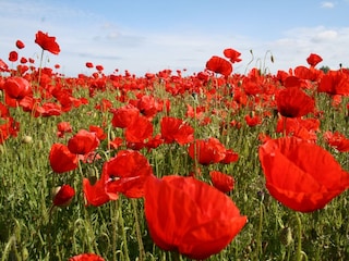 Bauernhof Steffenshagen Außenaufnahme 9