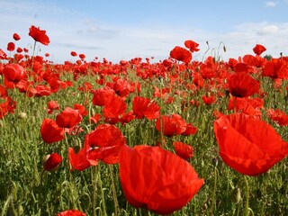 Casa de campo Steffenshagen Grabación al aire libre 8