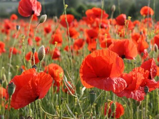 Appartement Steffenshagen Omgeving 25