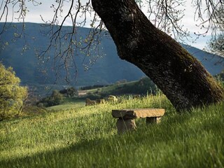 Type de propriété : Chalet Solfagnano Environnement 34