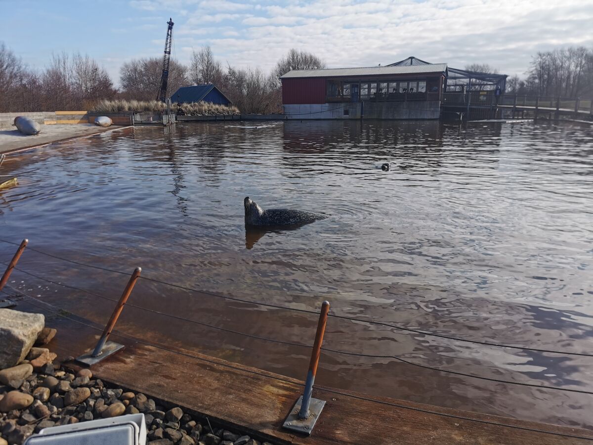 Seehunde gibt es auch im Westküstenpark