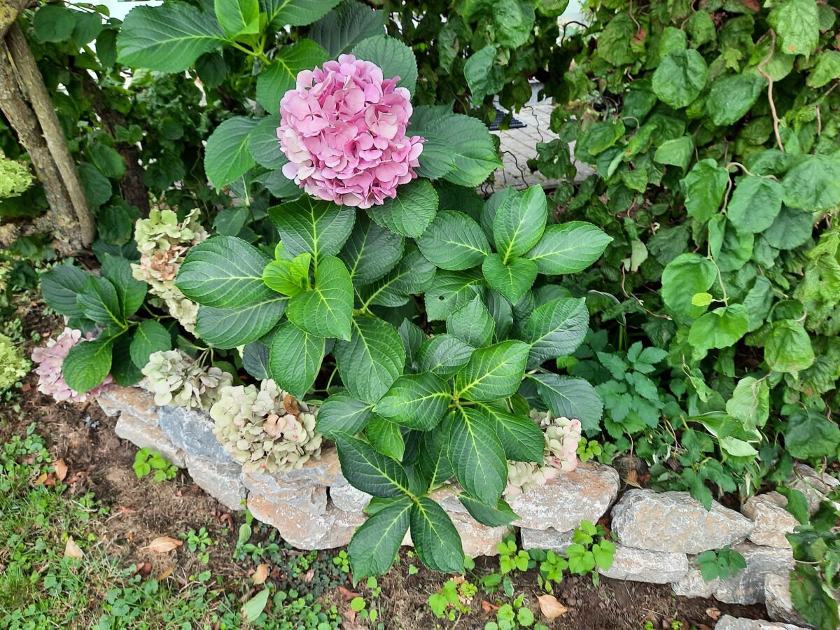 Hortensie