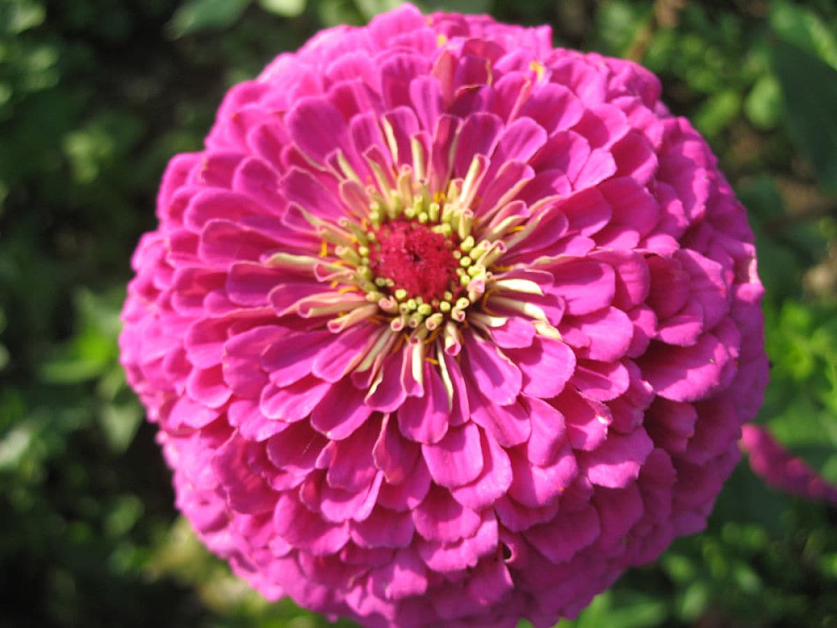 Blumen vom Teufelsberg