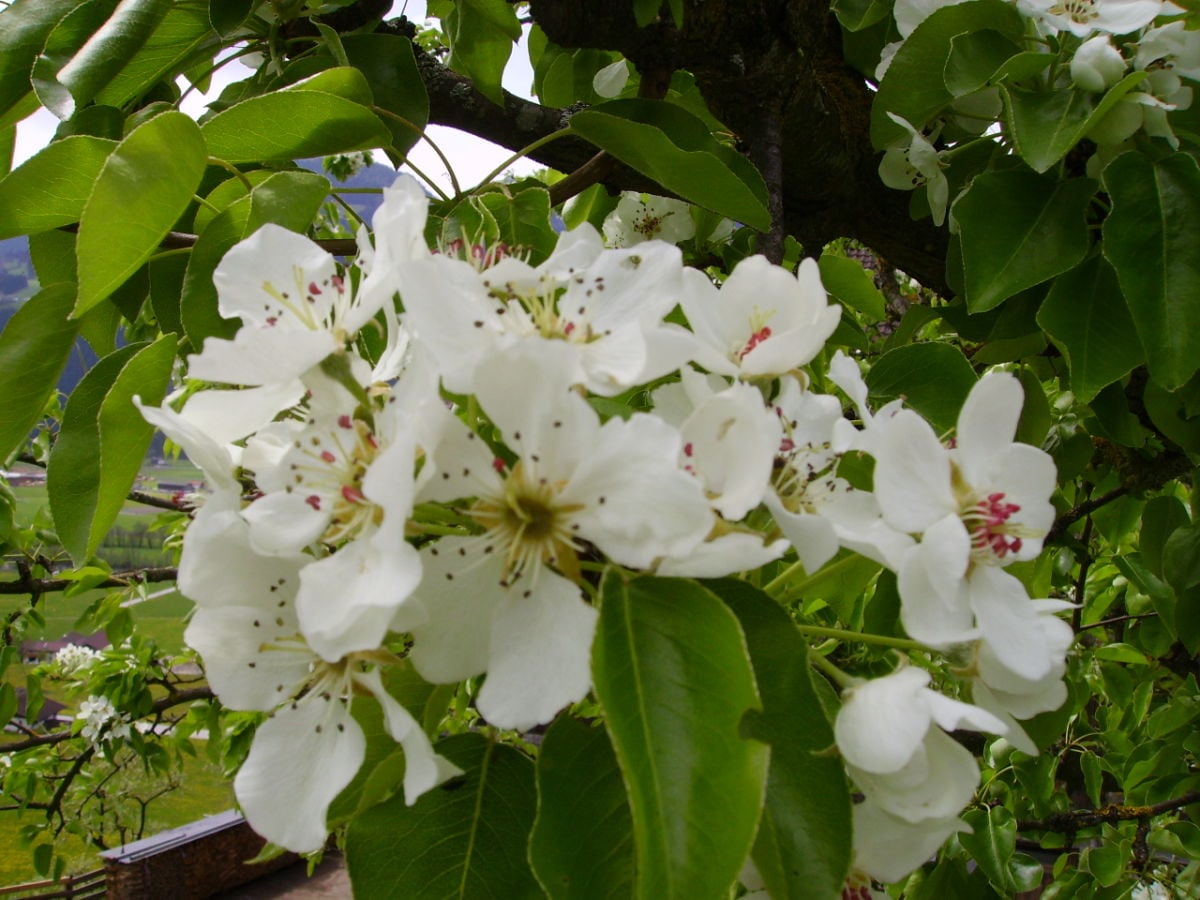 Birnenblüte