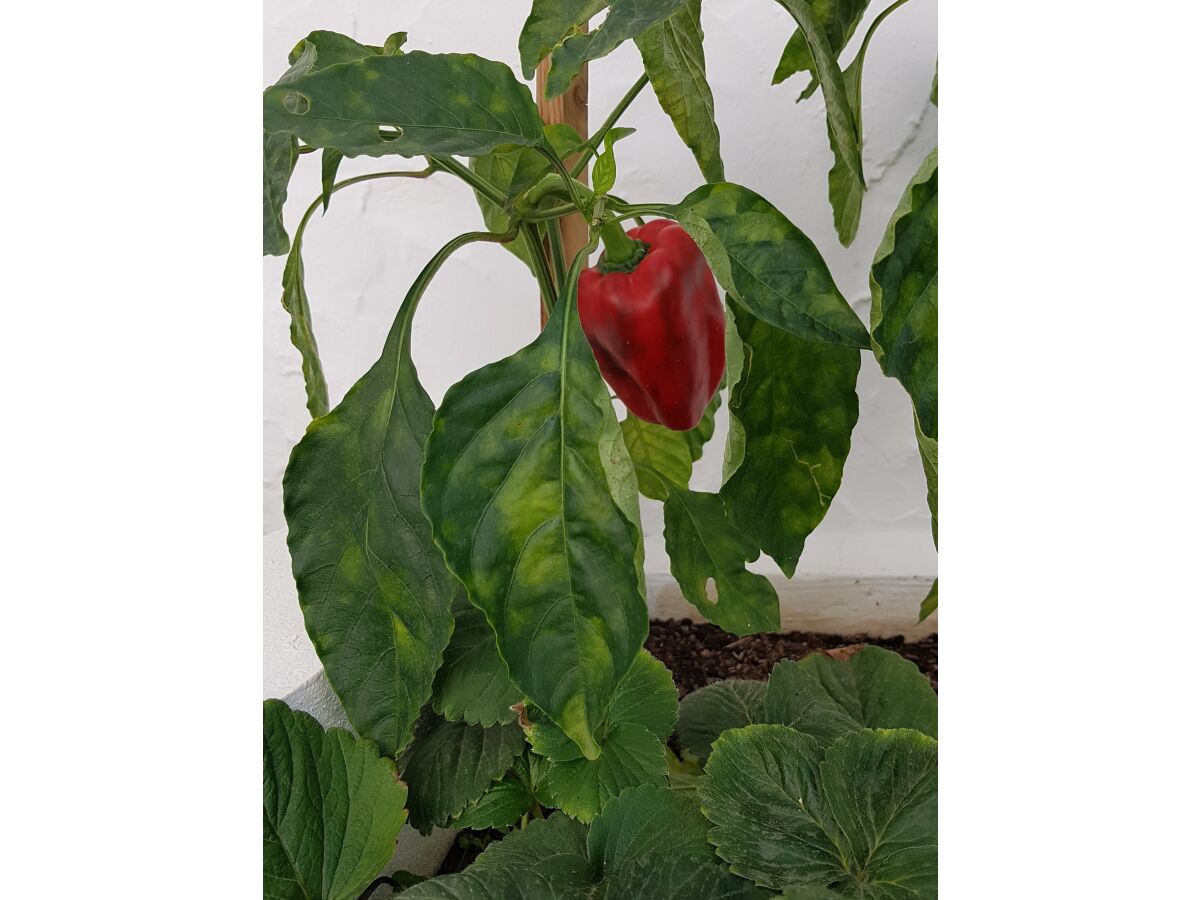 Paprika im Hochbeet