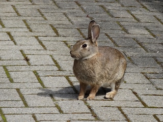 kleiner Besuch