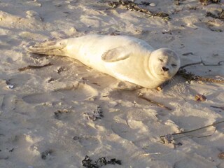 Seehund bei der Kugelbake