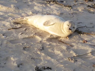 Seehund bei der Kugelbake
