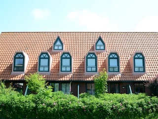 Austernfischer Spiekeroog