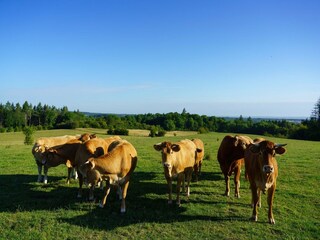 Casa per le vacanze Rochefort Ambiente 41
