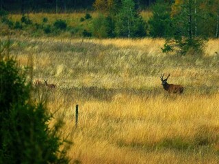 Maison de vacances Rochefort Environnement 40