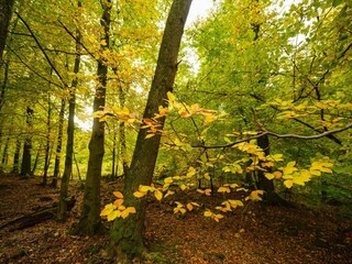 Holiday house Rochefort Environment 46