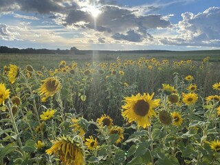 Holiday house Hohen Wangelin Environment 33