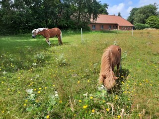 unsere beiden Ponys