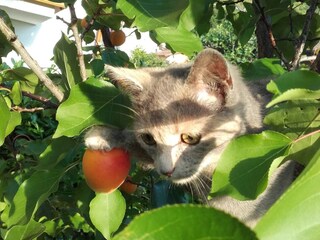 Katze Lilli bei der Ernte