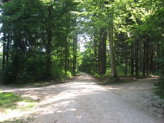 The Mutschach forest, ideal for lovely walks.