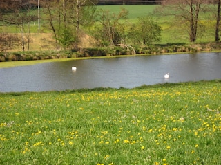 and many ponds.