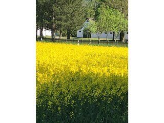 während der Rapsblüte