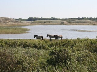 Casa per le vacanze Sint Maartenszee Ambiente 16