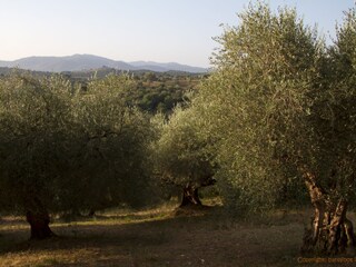 Casale Caldana Documento 45