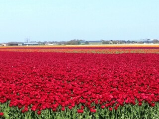 Casa per le vacanze Julianadorp Ambiente 13