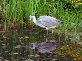 Grey heron in the garden pond