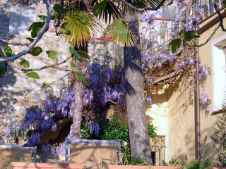 Blütenpracht und Dufterlebnis