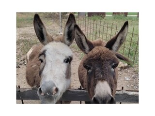 Casa per le vacanze Felanitx Registrazione all'aperto 6