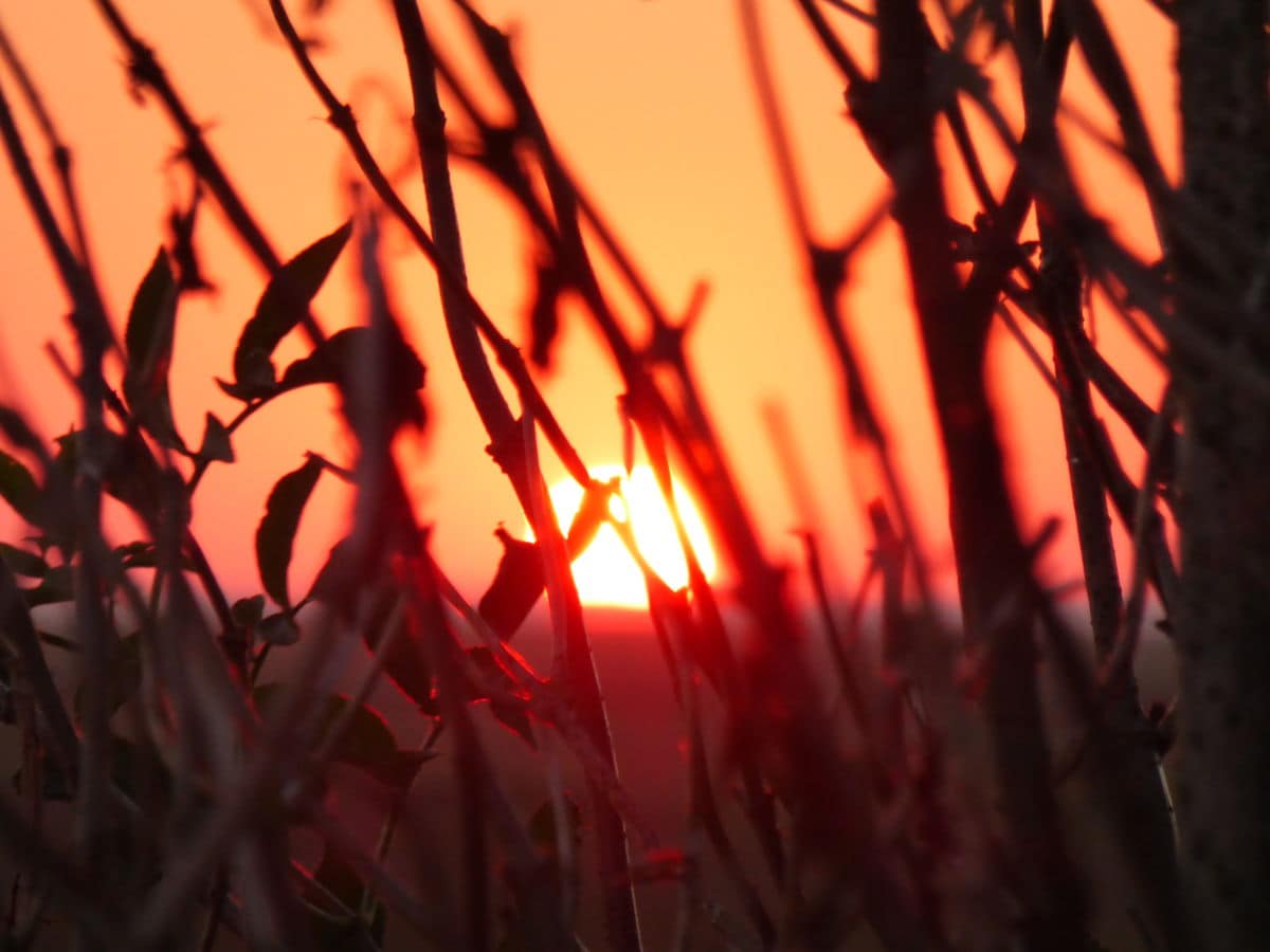 Sonnenaufg.in den Salzwiesen