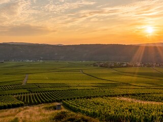 Sonnenuntergang über den Weingärten