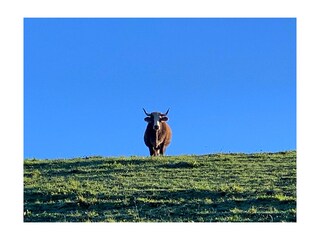 zertifizierter Bio-Sommerweidebetrieb