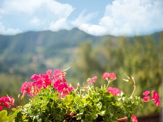 Fattoria Apecchio  37