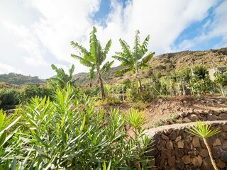 Maison de vacances Icod de los Vinos Environnement 25