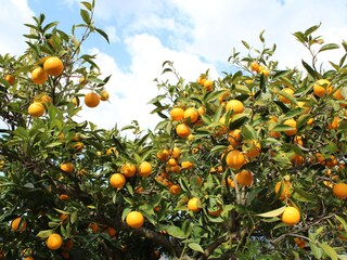 Casa per le vacanze Sóller Ambiente 29