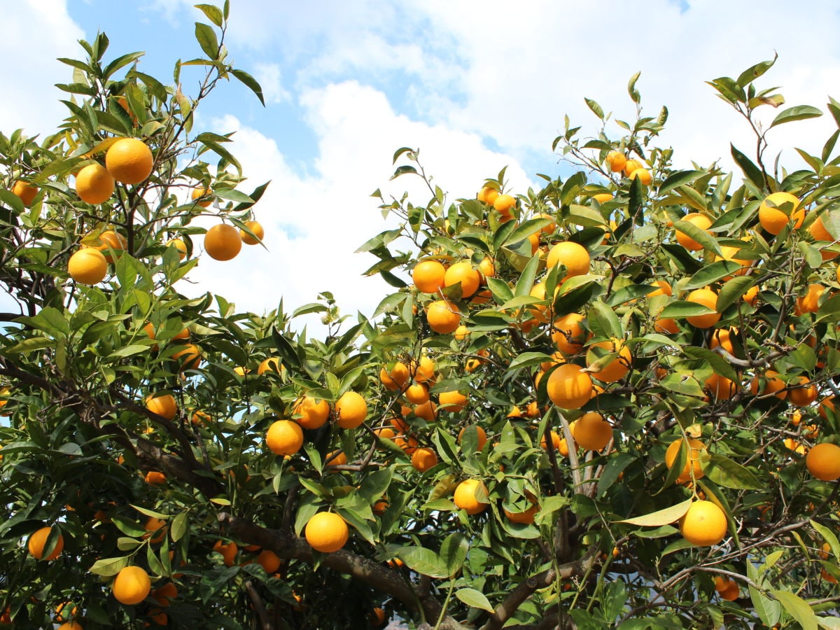 Orangensaft gefällig?