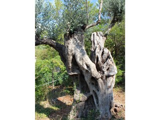 Casa per le vacanze Sóller Ambiente 26