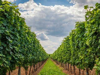 Holiday apartment Köwerich Environment 31